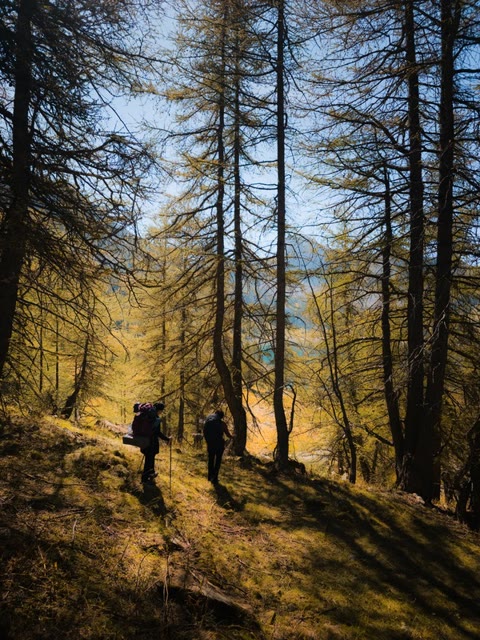 Hikers in a larch forest
